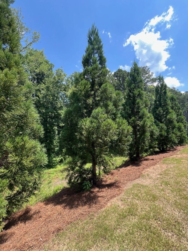 Building Photo - 912 Colton Dr