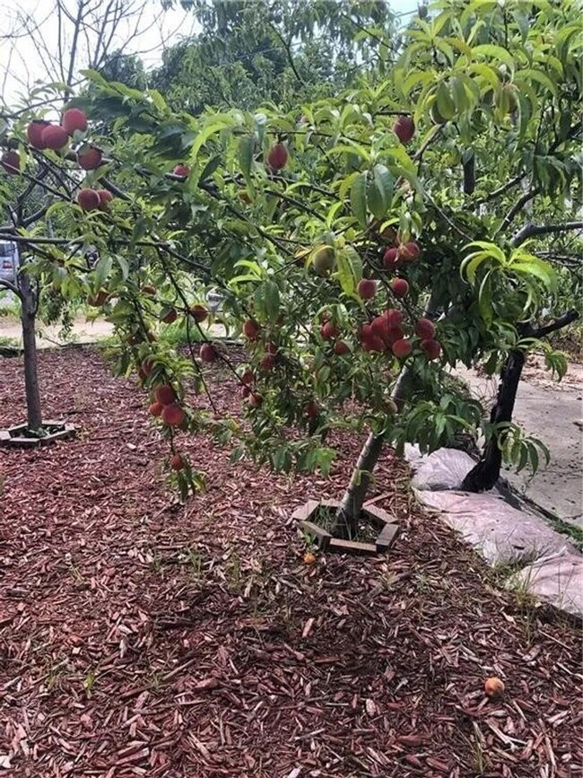 Building Photo - 515 Wabash Ave