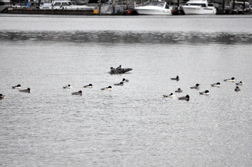 Ducks and geese on Lake washington - 16929 Inglewood Rd NE