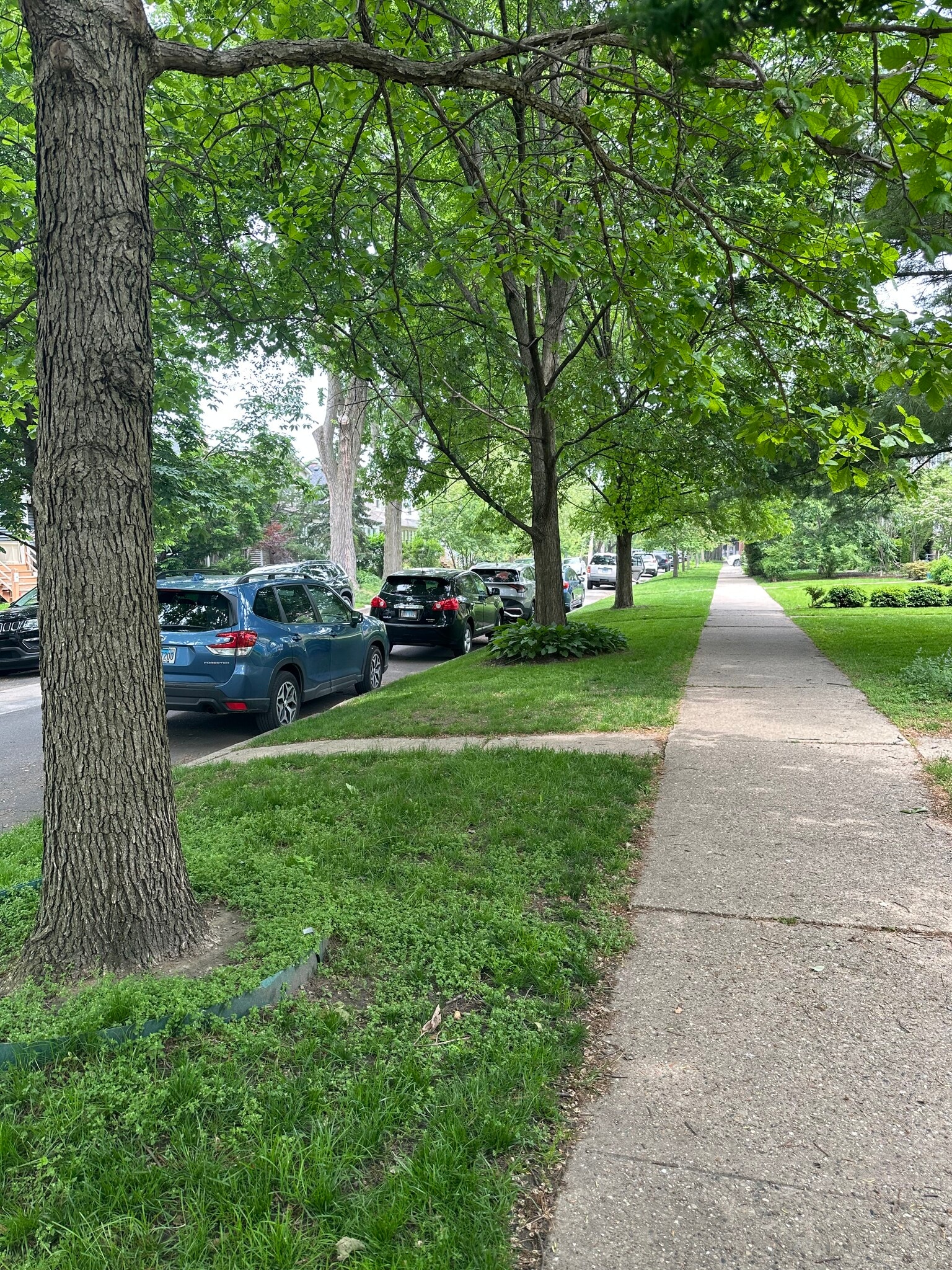 Tree-lined street - 1013 Florence Ave