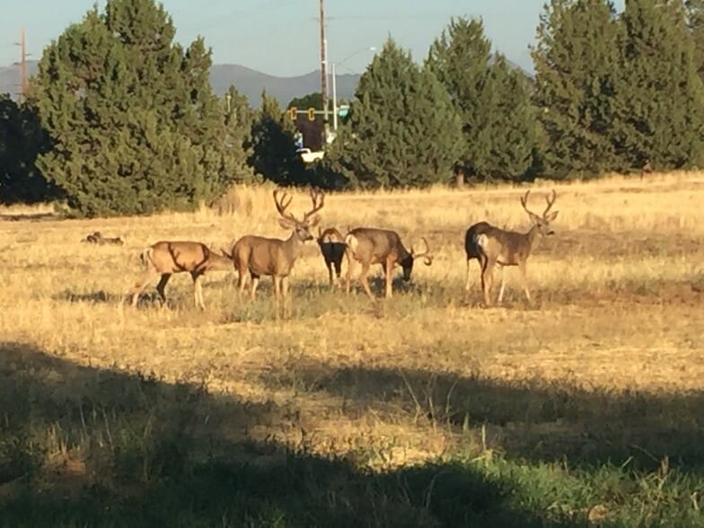 Deer in Large Field Behind House - 3006 SW Glacier Ave