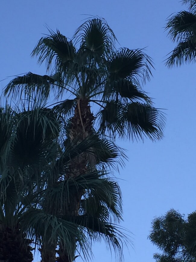 Palm Trees on propety - 835 N Rose Ave