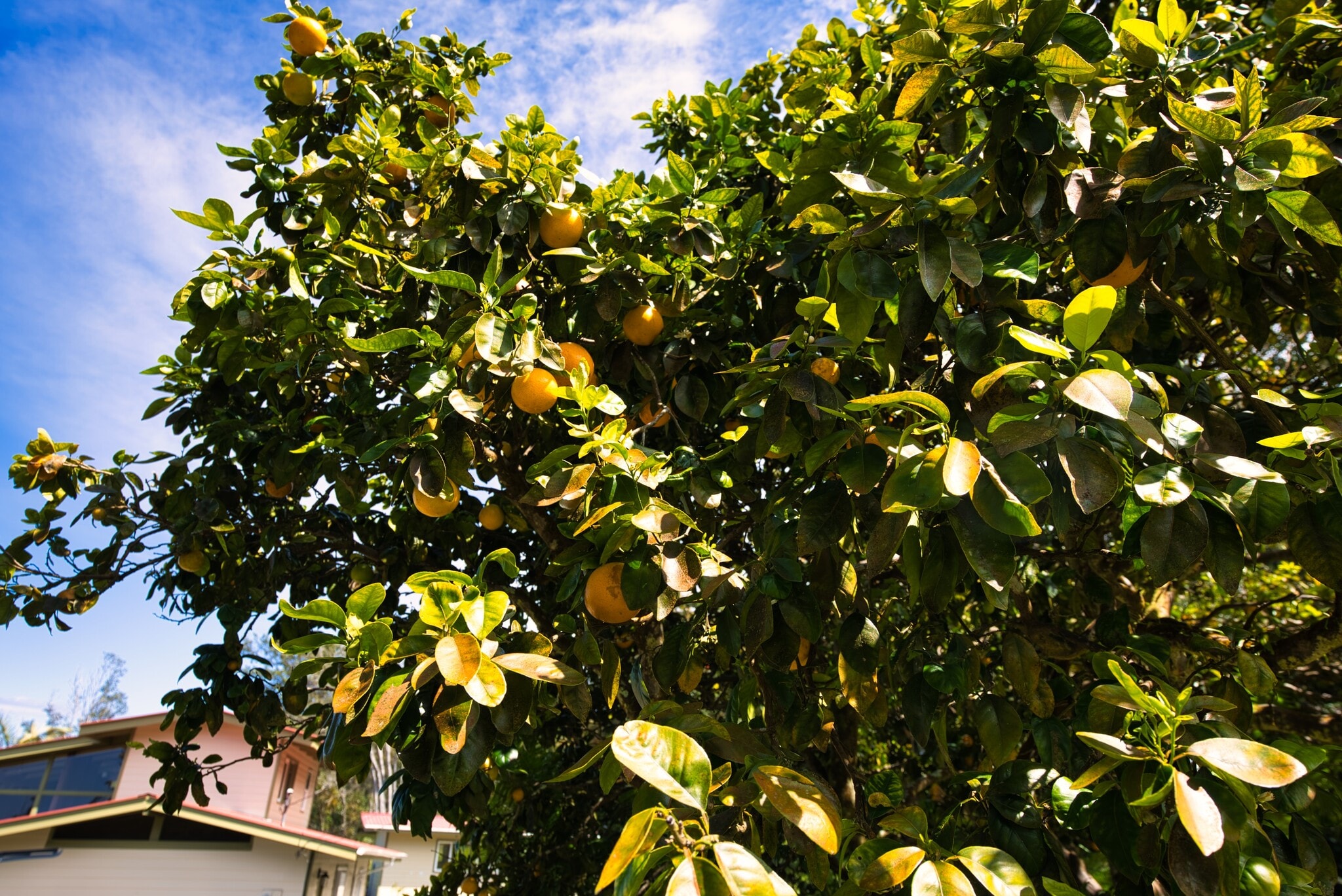Grapefruit - 75-5486 Keke St
