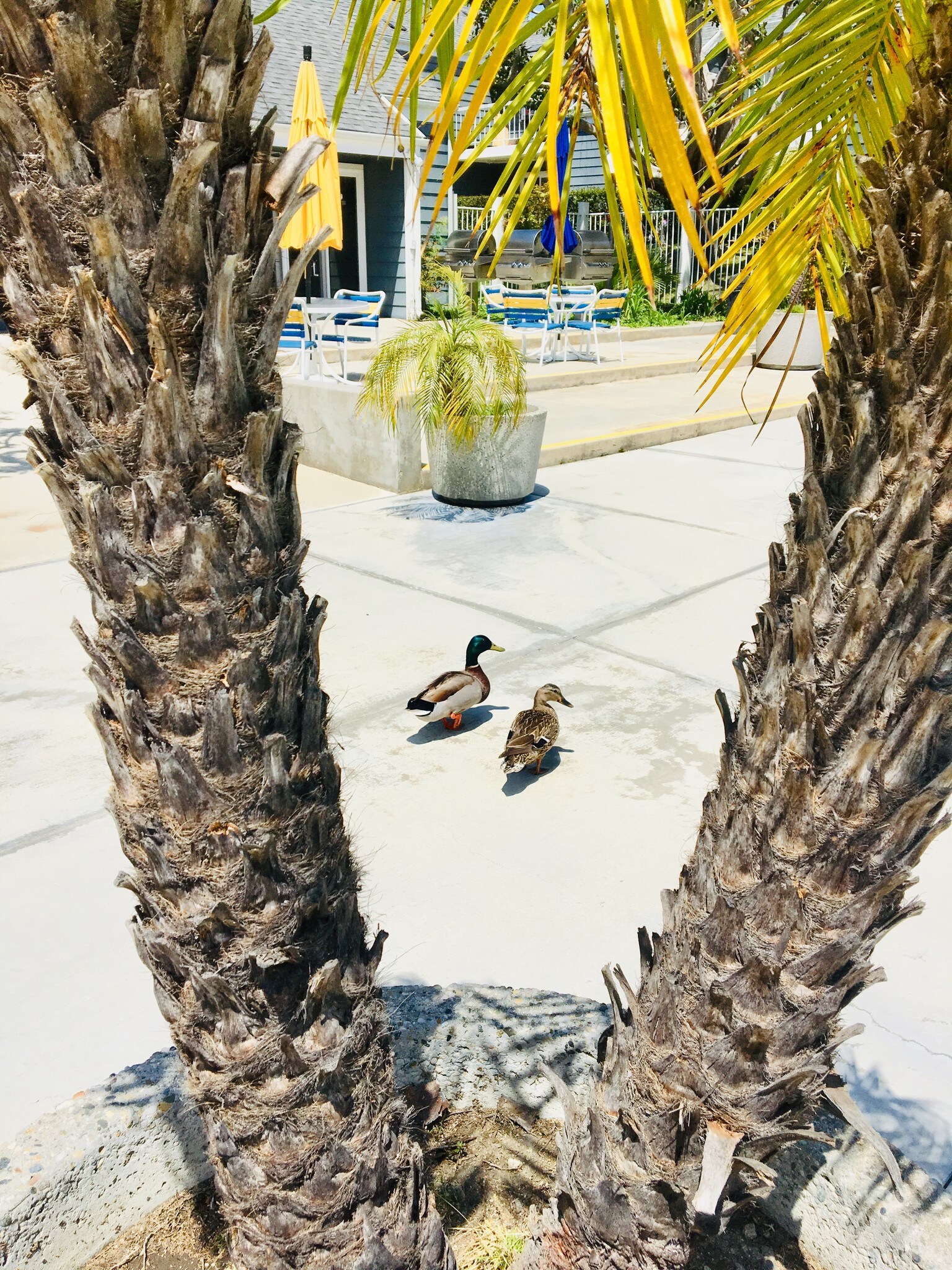 Friendly neighborhood ducks that hang around - 6000 Bixby Village Dr