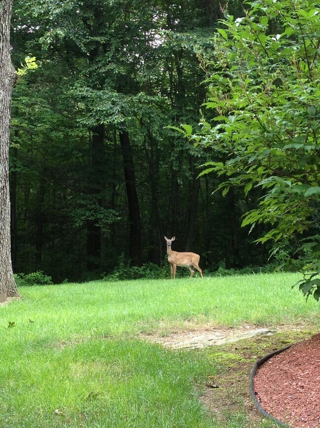 Building Photo - Andover, CT- One bedroom one bath apt in a gorgeous country setting.  It is time for a new start!