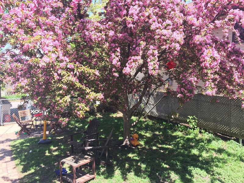 Backyard - 1347 W Highland Pkwy