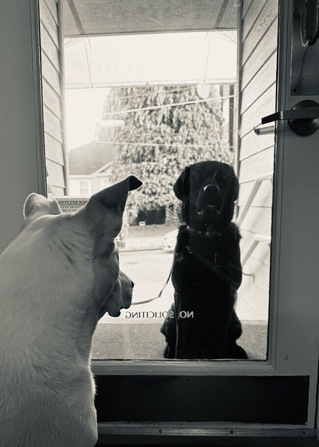 Meeting the new tenant - 7100 Greenwood Ave N