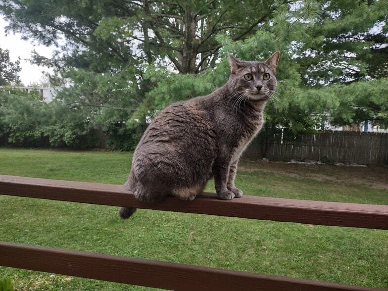 cat friendly neighborhood. 1 cat OK - 81 Fairmont Pl