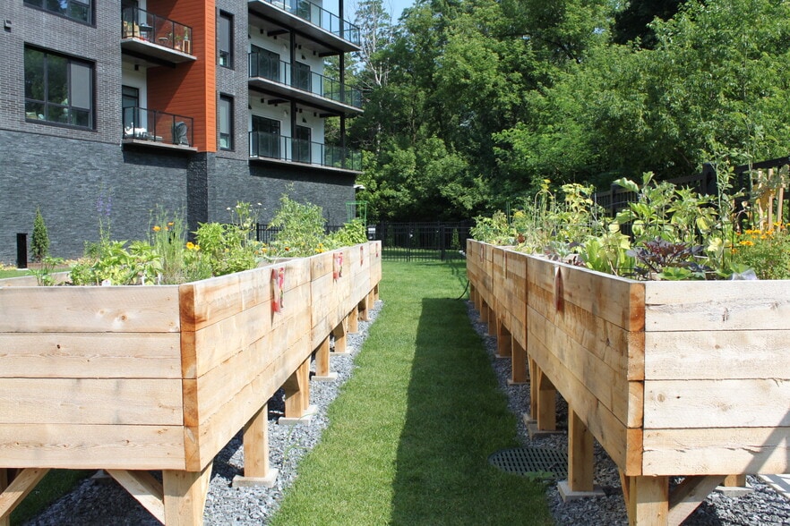 Community planters for gardening along with a fenced dog area - 125 Cambrian Way