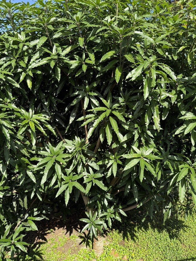 Building Photo - 46-305-305 Hoauna St