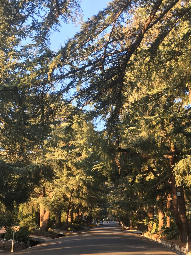 Historic Christmas Tree Lane just steps away - 607 Buena Loma St