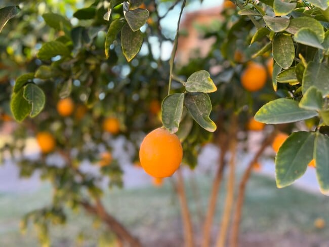 Building Photo - 730 Pine Ave