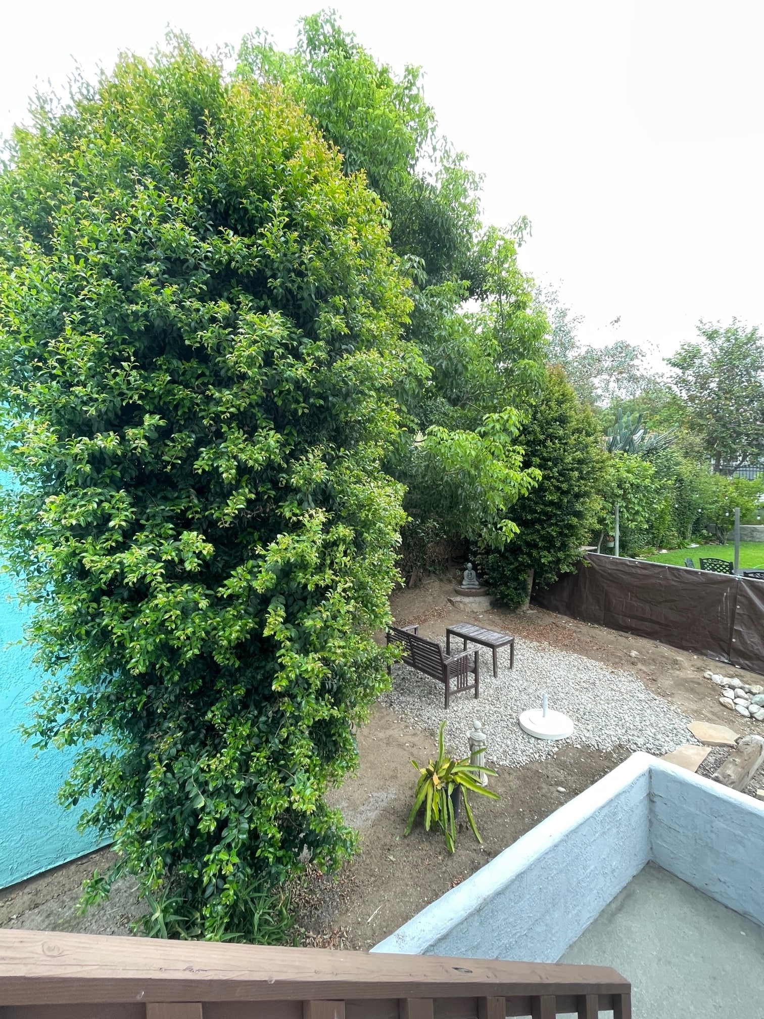 east side of back yard - 1038 Glen Arbor Ave