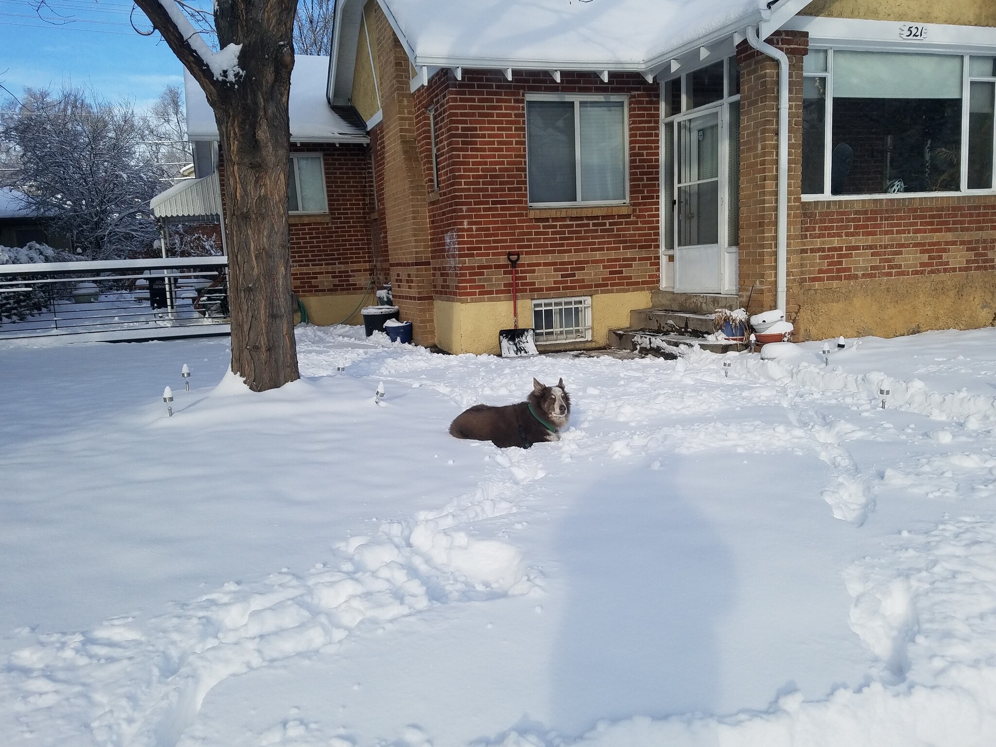 Front yard - 521 Harrison St