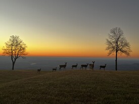 Building Photo - 2881 White Oak Mountain Rd