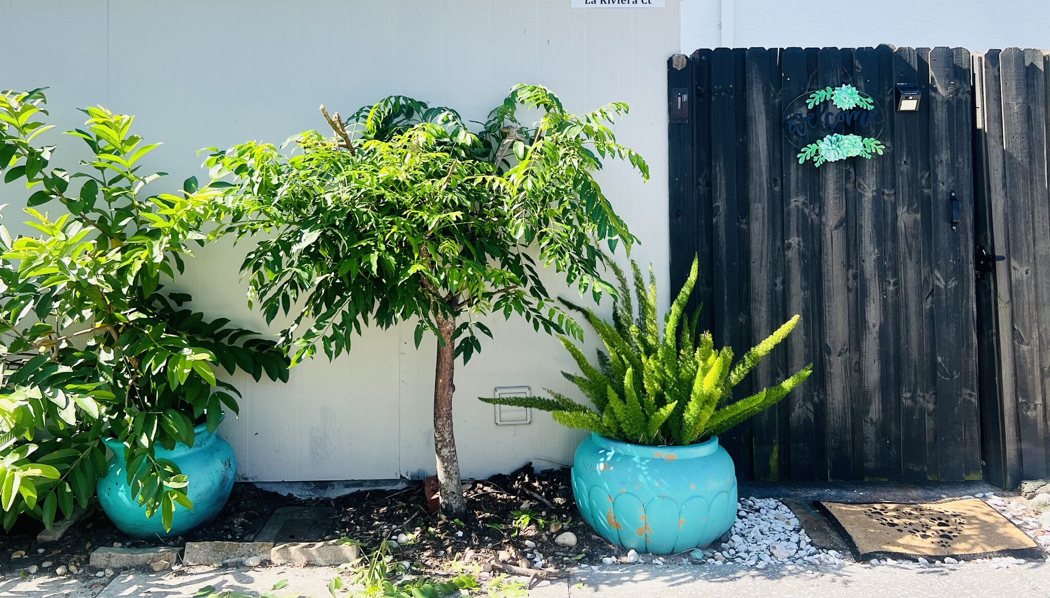 Guava and Jamaican Plum plants - 4303 La Riviera Ct