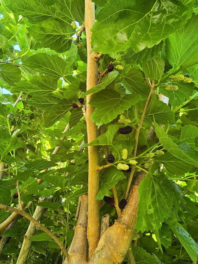 Building Photo - 24642 Cornell Park Ln