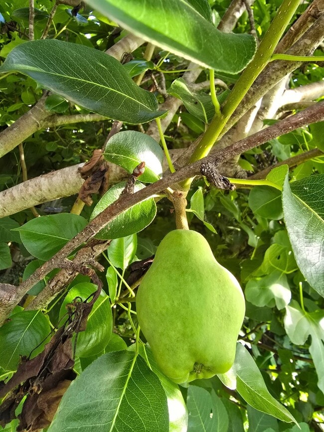 Building Photo - 24642 Cornell Park Ln