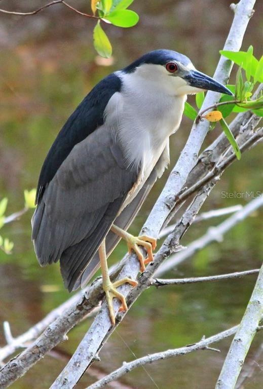 Building Photo - 4456 Streamside Ct