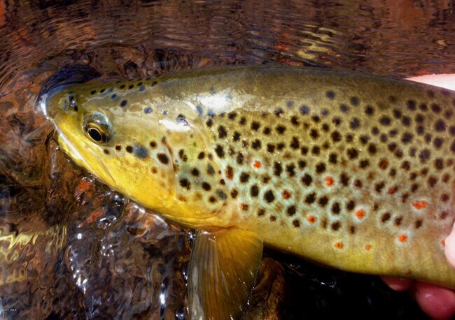 Building Photo - 705 Nogal Rd