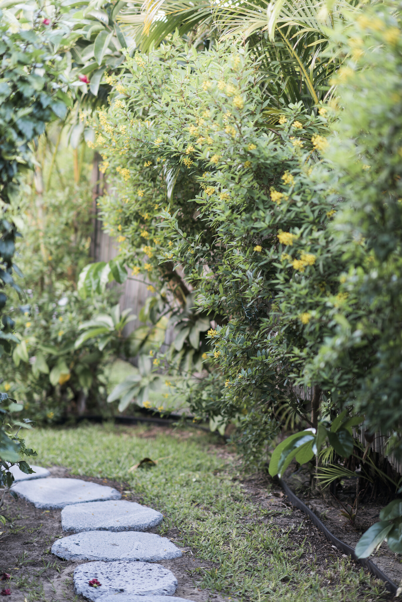 Surrounded by Lush Foliage - 291 Awakea Rd