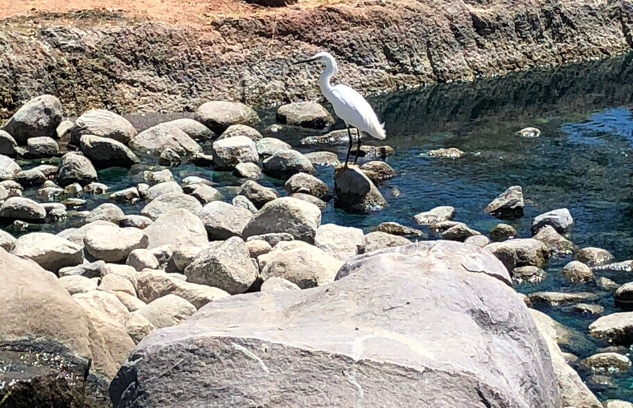 Daily visitor - 116 Avellino Cir