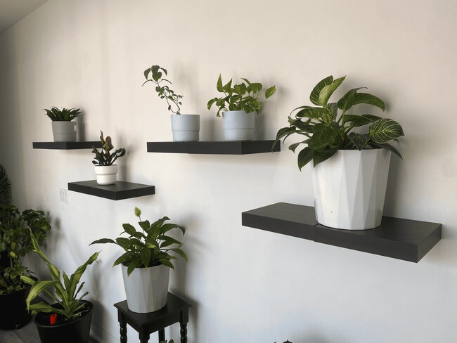 Plants naturally purify the air by absorbing toxins, increasing oxygen levels, and providing a fresh - 1125 N 11th St