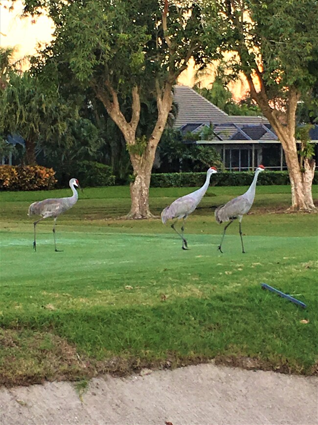 Sandhill Cranes - 206 Brackenwood Ter