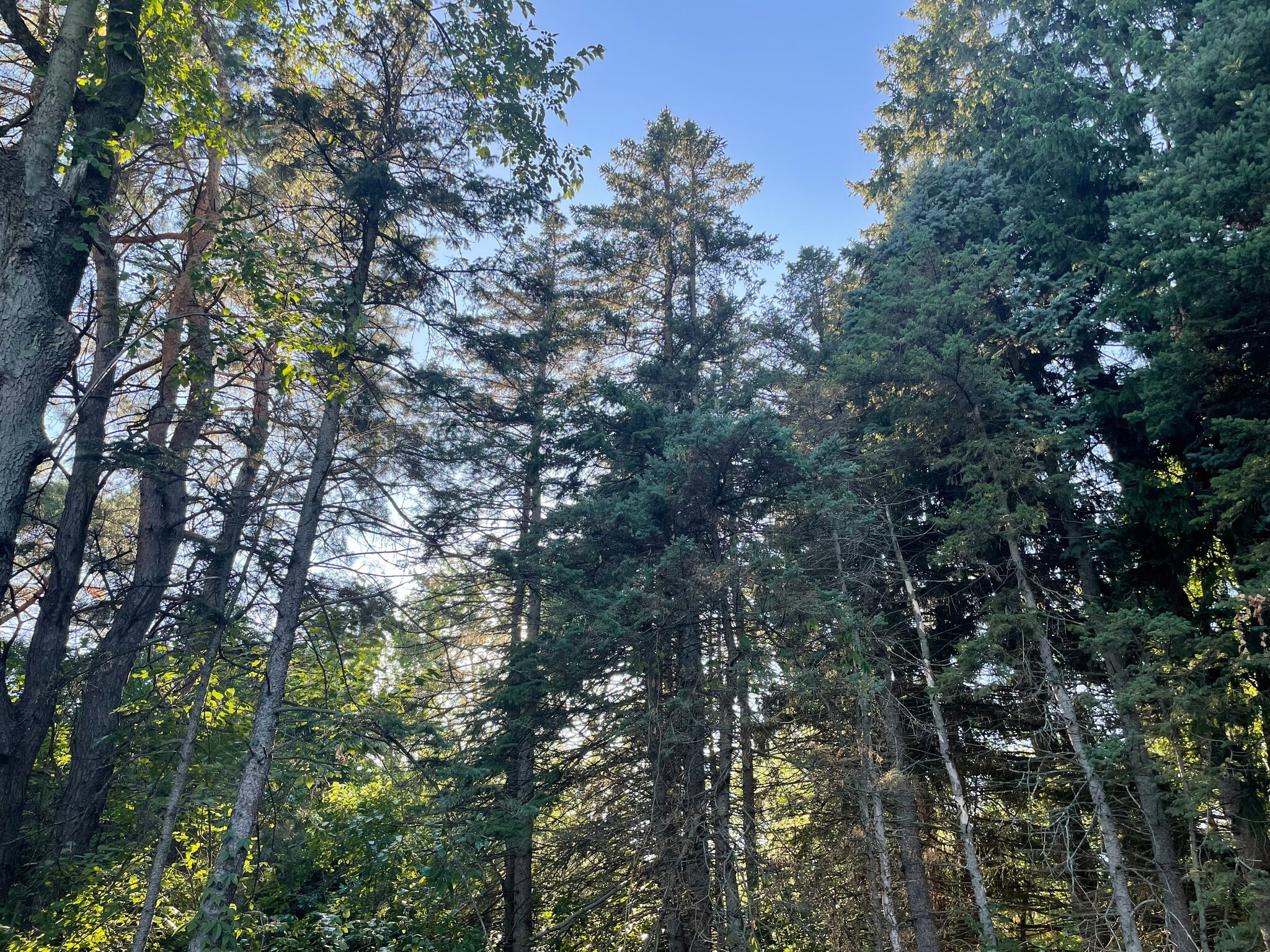 Back yard (Forest view) - 3885 140th Ave