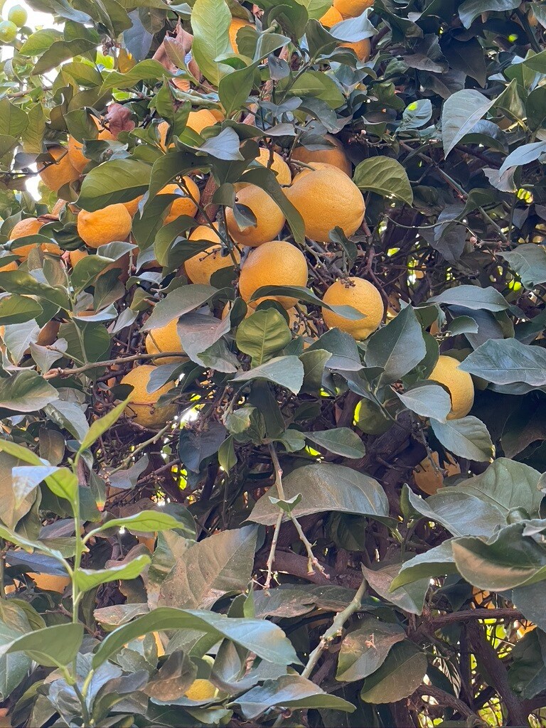 lemon tree included - 6227 Atoll Ave