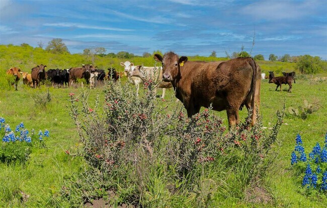 Building Photo - 9605 Grapevine Leaf Dr