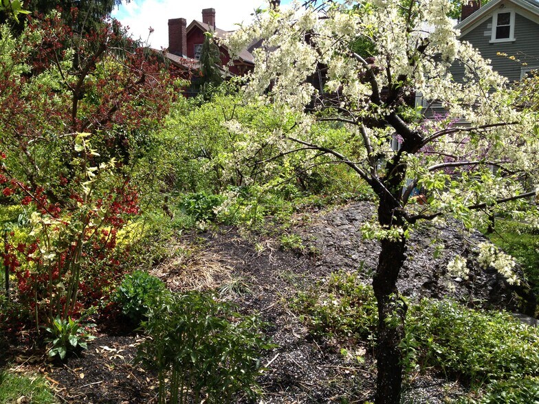 yard with pudding stone - 36 Greenough Ave