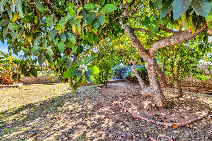 Large Full Fruiting Avocado Tree - 3210 Geronimo Ave