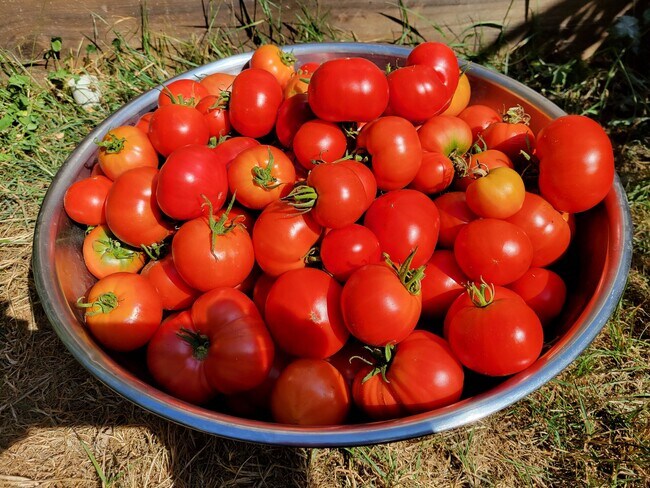 garden produce - 2109 31st Ave S