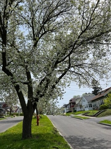 Tree :) - 118 Forest Hill Dr