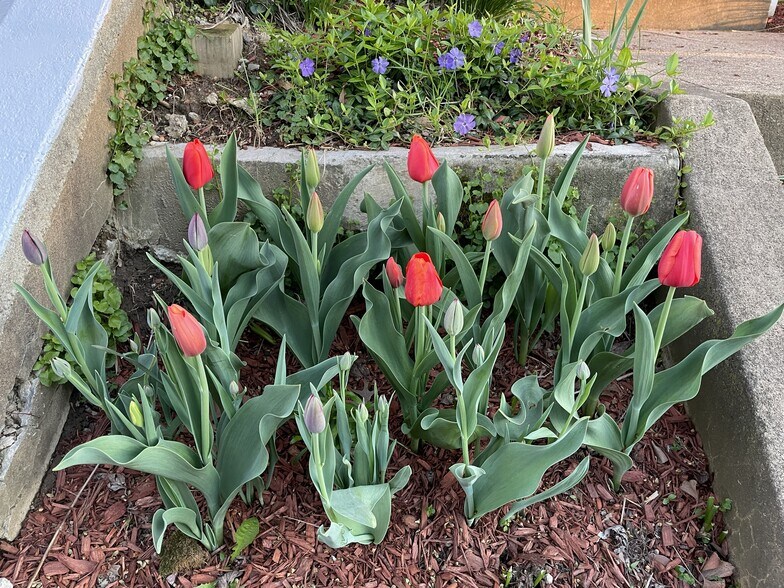 Garden beds in the front - 406 Delafield Pl NW