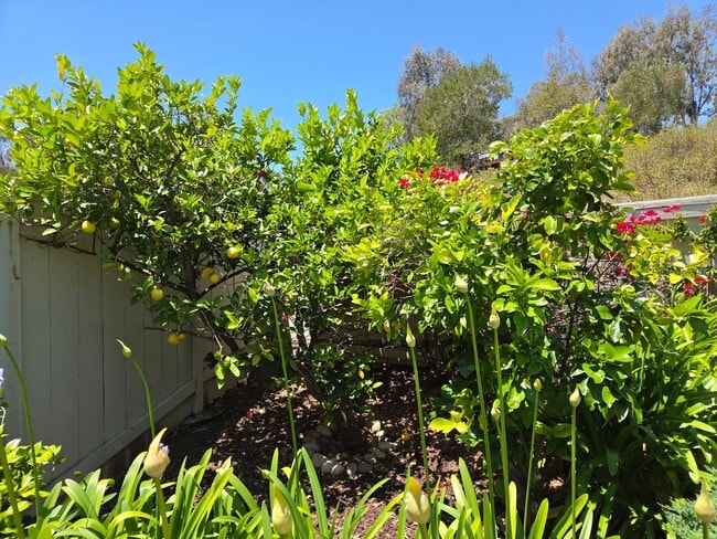 Building Photo - Scripps Ranch Beauty