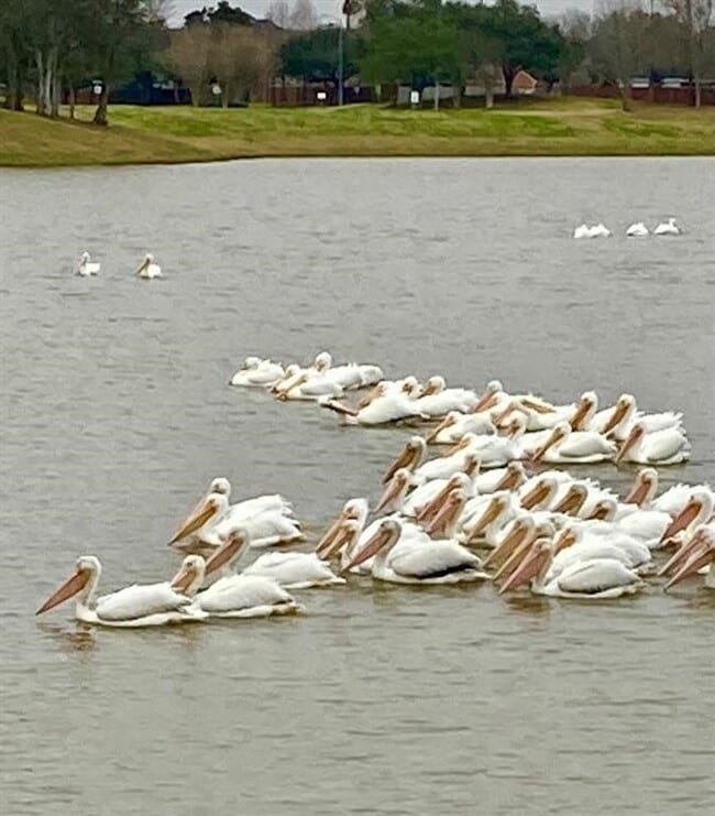 Building Photo - 1707 Magnolia Lake Ln