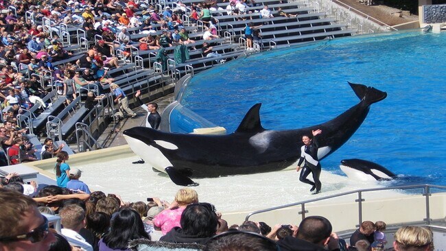Experience orca encounters and jumping whales, just 15 minutes away from your doorstep. - 2304 E 14th St