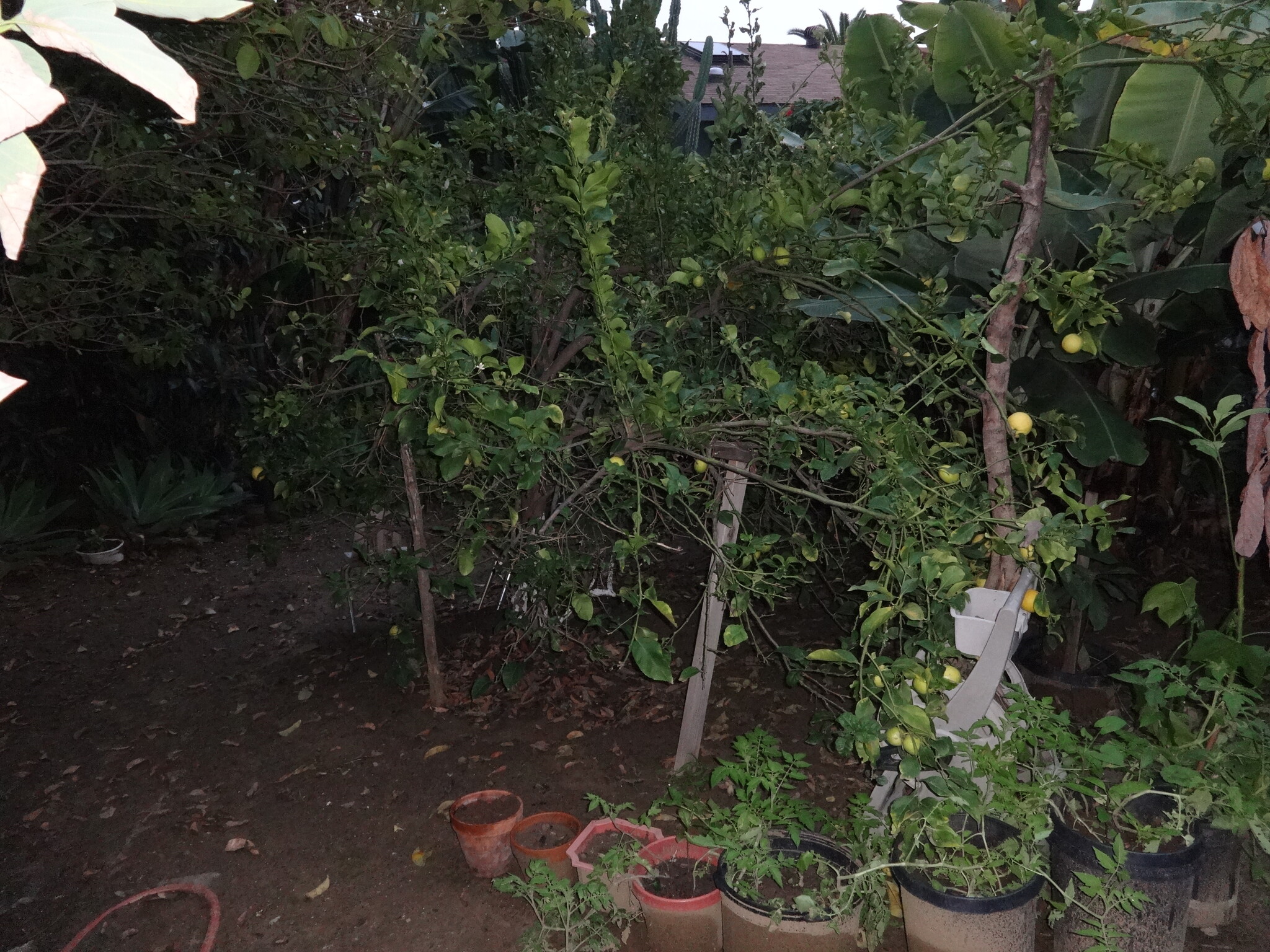 back yard - 1972 Avalon St
