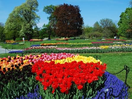 Tulip Festival - 206 Lancaster St