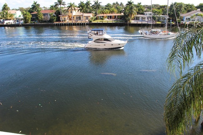 Manatees from the balcony - 3100 NE 48th St