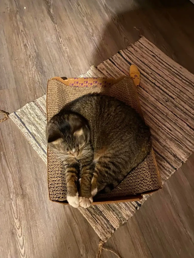 Cat (Friendly) - 1506 Geddes Ave