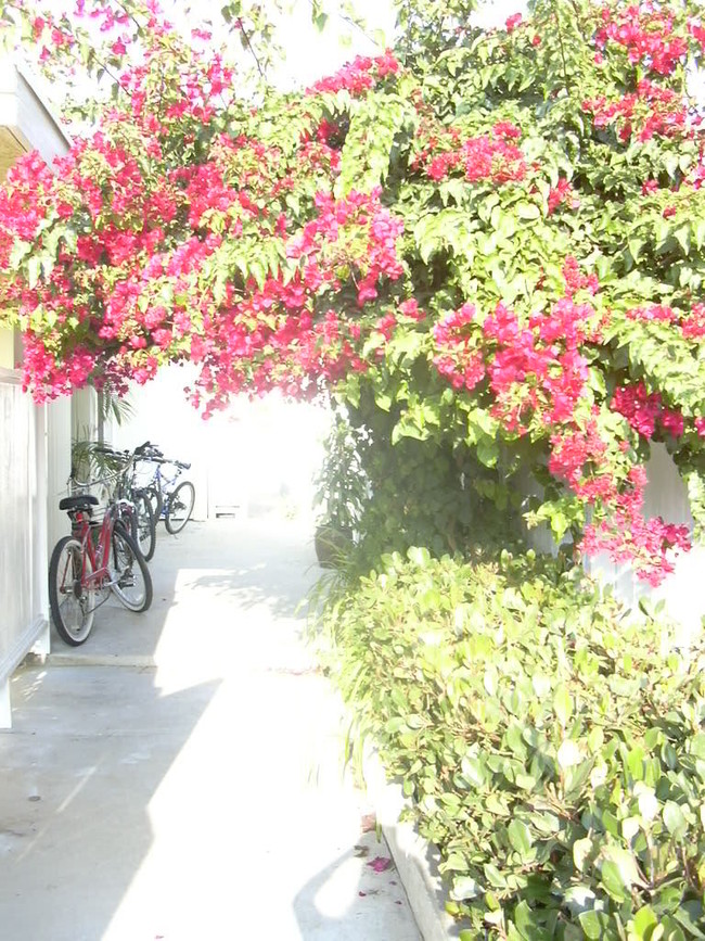 WALKWAY TO DRIVEWAY - 1319 Walgrove Ave