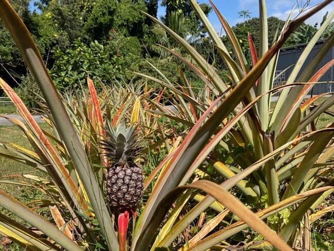 Building Photo - Remodeled Large Studio walking distance to town