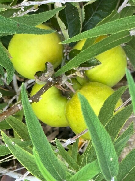 Always something producing organic fruit. - 3243 Mountain View Ave