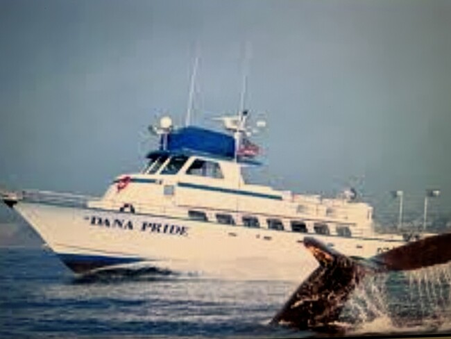 Local whale watching, fishing and Catalina Island boat all at Dana Point Harbor - 33966 Malaga Dr