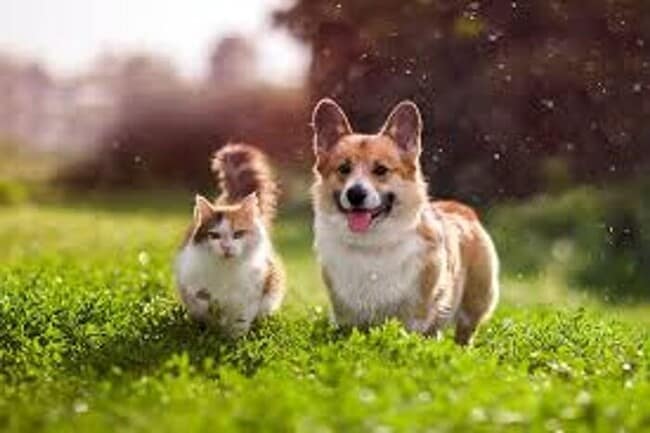 Building Photo - $1000 Move In Holiday Special!! La Mesa 2bdr with large private yard