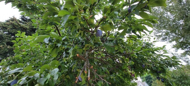 Building Photo - Cozy South Beacon Hill Cottage with 2 bedrooms, bonus room, and large yard with territorial views