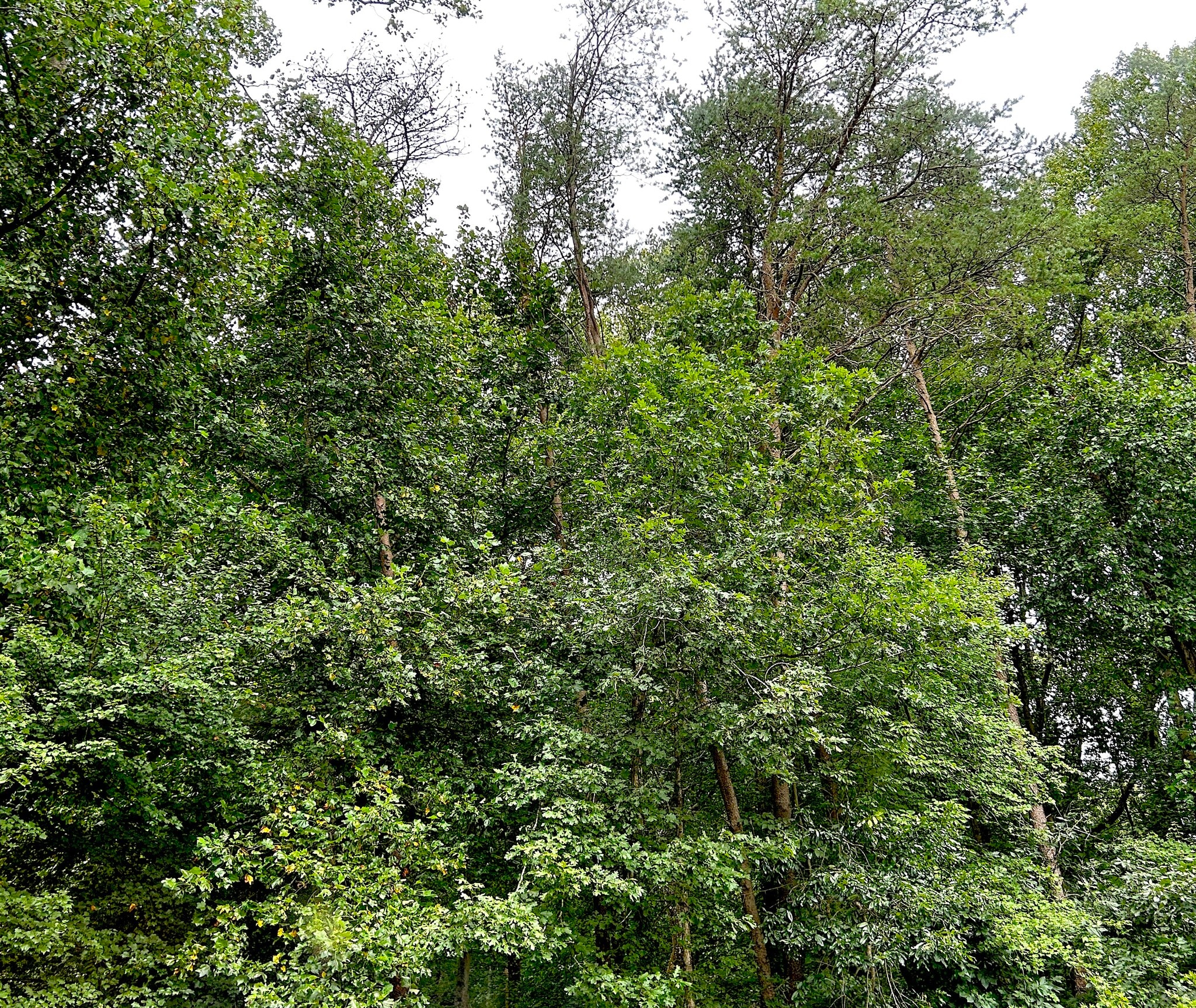 Window View - 10217 Cedar Pond Dr